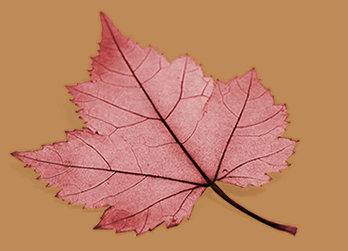 hoja